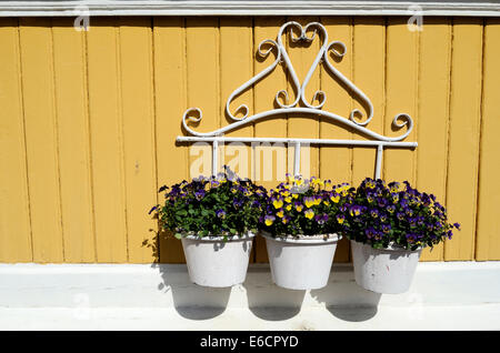 Trois pot avec des fleurs blanches sur un mur jaune, horizontal Banque D'Images
