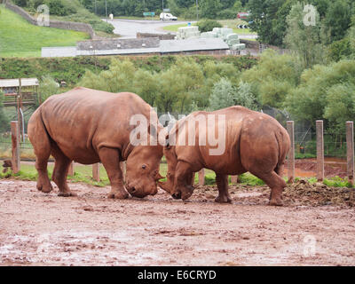 Deux rhinocéros blancs jouer combat au sud Lacs Zoo-safari dans la région de Cumbria, Angleterre Banque D'Images