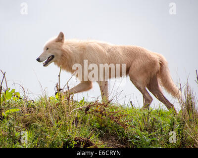 Canis lupus arctos, loup arctique Banque D'Images