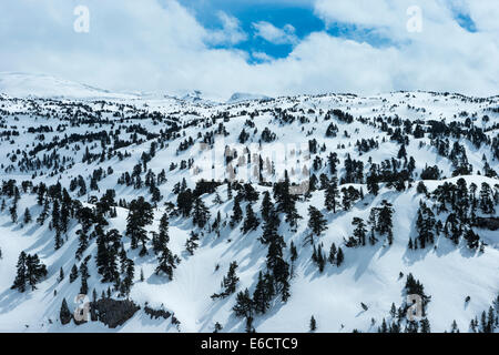 Vue paysage de montagnes couvertes de neige et de pins, d'arette-la Pierre-St-Martin, Pyrénées espagnoles en mars 2014. Banque D'Images