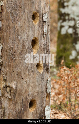 Pic noir Dryocopus martius, signes d'alimentation sur l'arbre, Selva de Irati, Pyrénées espagnoles en avril. Banque D'Images
