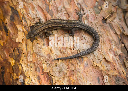 Lizard Zootoca vivipara commun (conditions contrôlées), femelle adulte, se prélassant sur l'écorce des arbres, Arne, Dorset, UK en mai. Banque D'Images