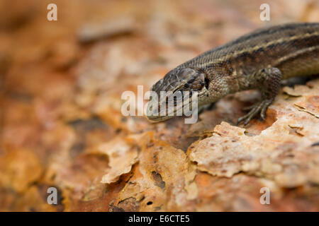 Lizard Zootoca vivipara commun (conditions contrôlées), femelle adulte, se prélassant sur l'écorce des arbres, Arne, Dorset, UK en mai. Banque D'Images