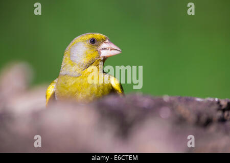 Verdier d'Europe Carduelis chloris, mâle adulte, la recherche de nourriture dans la forêt, Lakitelek, Hongrie, en juin. Banque D'Images