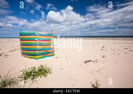 La roquette de mer, Cakile maritima, poussant sur un plage de Northumberland, Angleterre. Banque D'Images