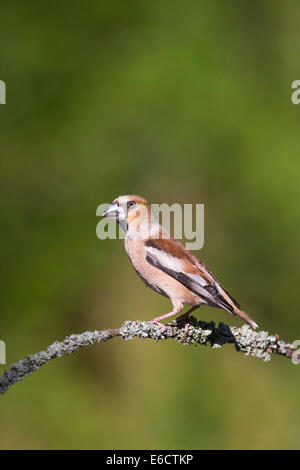 Coccothraustes coccothraustes Hawfinch, femelle adulte, perché sur le couvert de lichens brindille dans la forêt, Lakitelek, Hongrie, en juin. Banque D'Images
