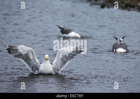 Moindre goéland marin Larus fuscus, adultes, la baignade dans la piscine d'eau douce, Skomer, Pays de Galles, Royaume-Uni en juin. Banque D'Images