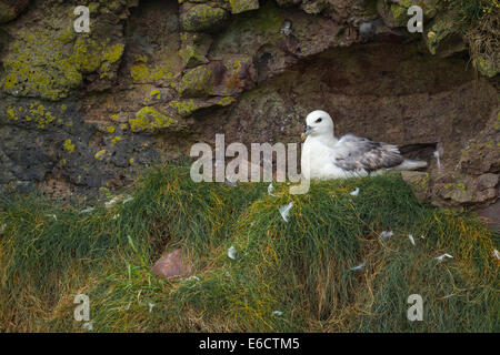 Le fulmar boréal Fulmaris glacialis, adulte, assis sur son nid, Fowlsheugh RSPB, Kincardineshire, Écosse, Royaume-Uni en juillet. Banque D'Images