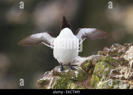 Razrobil Alca torda, des profils, des ailes, Fowlsheugh RSPB, Kincardineshire, Écosse, Royaume-Uni en juillet. Banque D'Images