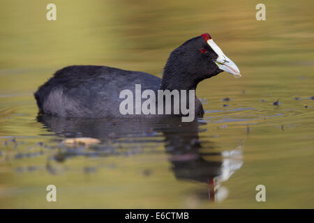 Red-foulque Fulica cristata bulbés, adulte, natation et d'alimentation, le lac Awassa, Ethiopie en février. Banque D'Images