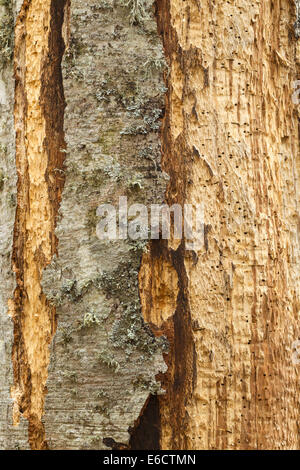 Pic à dos blanc Dendrocopos leucotos, signes d'alimentation sur l'arbre, Selva de Irati, Pyrénées espagnoles en avril. Banque D'Images