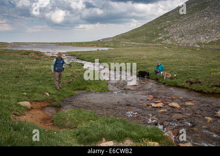 Idaho Springs, Colorado - un homme poissons dans le ruisseau Bear en dessous du sommet du Mt. Evans. Mt Evans est l'un des plus accessibles les Banque D'Images