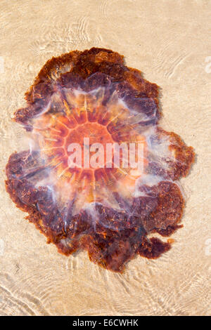 Méduse à crinière de lion, Cyanea capillata, échoués sur une plage de Nothumberland. Banque D'Images