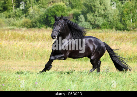 Cheval frison incroyable d'exécution en matière d'été Banque D'Images