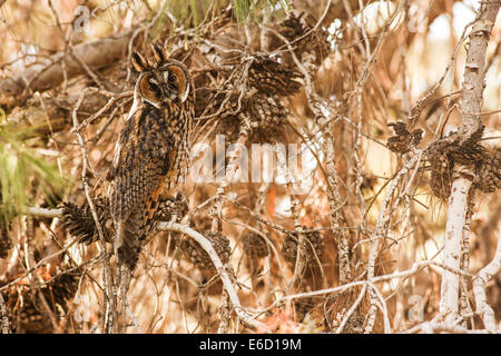 Jeune hibou moyen-duc (Asio otus) camouflé dans un arbre. Cette chouette habite près de forestiers dans tout le nord du pays ouvert Banque D'Images