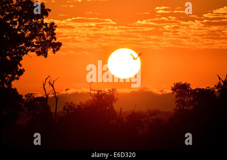 Fruits de couleur paille Bat (Eidolon helvum), en vol au lever du soleil, le parc national de Kasanka, Zambie Banque D'Images