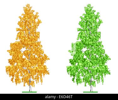 Illustration vectorielle modifiable d'un bouleau en été et en automne Illustration de Vecteur