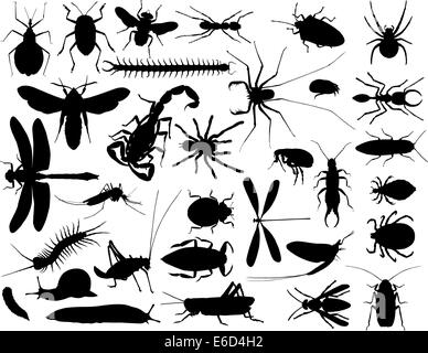 Vecteur de collecte décrit d'insectes et autres invertébrés Illustration de Vecteur