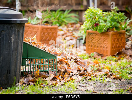 Les feuilles d'automne ratissé jusqu'à l'arrière avec un bac Banque D'Images