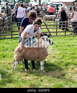 Les ovins étant jugé à Ryedale show Banque D'Images