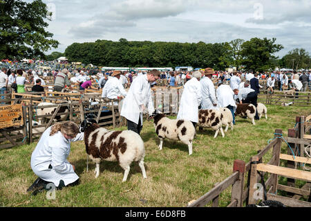 Les brebis de Jacob étant jugé à Ryedale show Banque D'Images