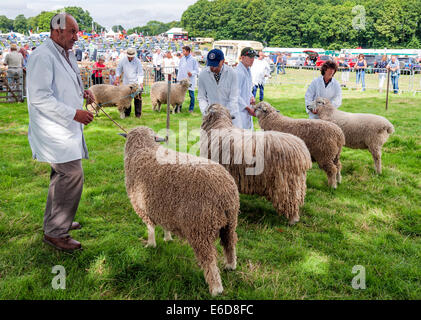 Les ovins étant jugé à Ryedale show Banque D'Images