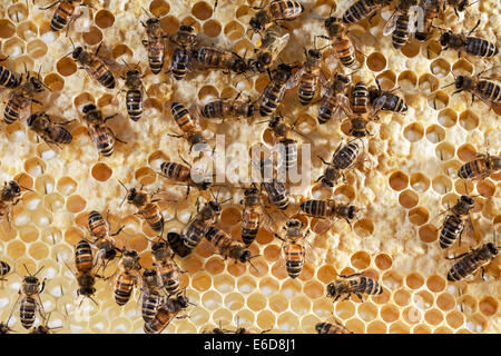 Les abeilles travailleur anglais tendant les larves dans les cellules et de l'élaboration de nouvelles cellules pour la ponte. 2 L'alimentation des abeilles aussi l'autre. UK Banque D'Images