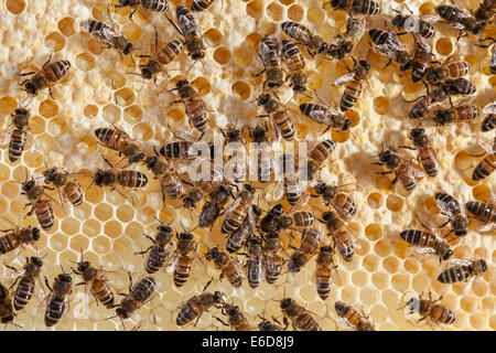 Les abeilles travailleur anglais tendant les larves dans les cellules et de l'élaboration de nouvelles cellules pour la ponte. Aussi 2 paires de nourrir les abeilles chaque autres Banque D'Images