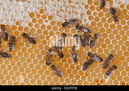 Les abeilles travailleur anglais dans la vérification de la ruche miel magasin est prêt à recouvrement avec d'abeille blanche. UK Banque D'Images