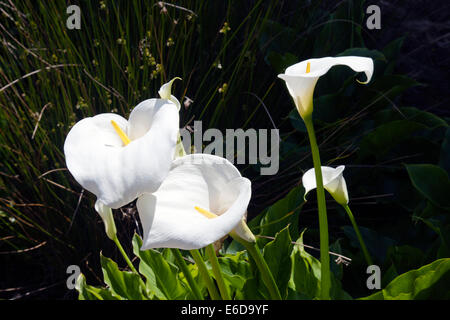 Arums blanc (Zantedeschia aethiopica) dans les jardins à Athelhampton House, Dorset, England, UK Banque D'Images