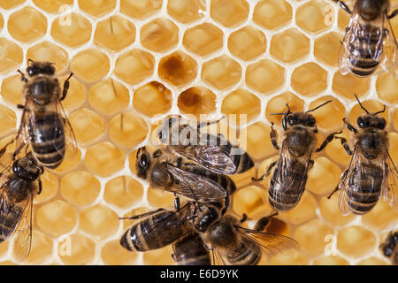Les abeilles travailleur anglais des cellules de chargement avec du pollen utilisé pour faire de la gelée royale, plus 'bee' pain protéines pour nourrir bébé les abeilles. UK Banque D'Images