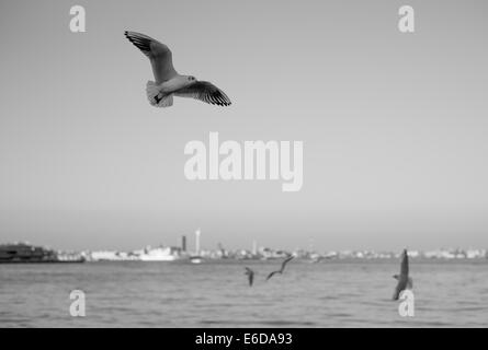 Vol de mouettes au-dessus de la baie de Tokyo Banque D'Images