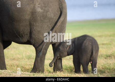 Bébé éléphant d'Asie (Elephas maximus) debout derrière sa mère au Parc National de Minneriya, Sri Lanka Banque D'Images
