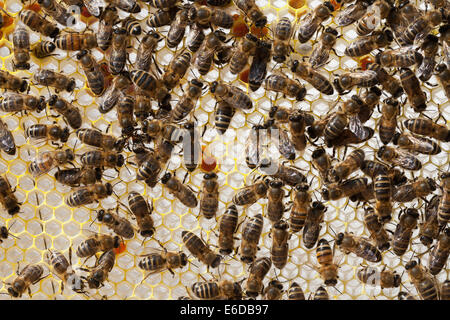 Les ouvrières du miel anglais dans un tout nouveau bâtiment de la ruche miel avec du pollen orange étant inséré au hasard à travers les cellules. UK Banque D'Images