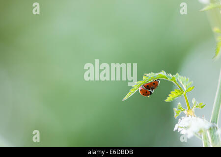 Ladybug Coccinella septumpunctata, une paire de coccinelles mate sur la face inférieure d'une feuille, Tamworth, mai. Banque D'Images