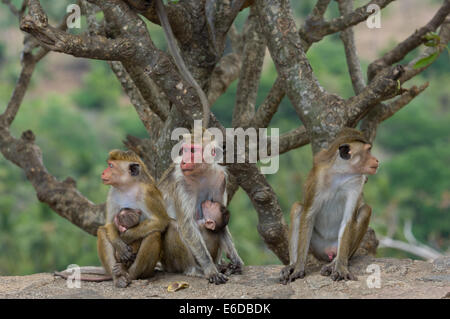 Famille de Toque macaque (Macaca sinica), Dambulla Cave Temple complexe, Dambulla, Sri Lanka Banque D'Images