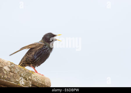 Starling sturnus vulgaris, un mâle d'un couple reproducteur en pleine chanson sur le toit d'une maison. Il chante juste en dehors de son nid. Banque D'Images