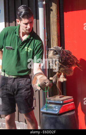 Londres, Royaume-Uni. 21e Août, 2014. Nathan Coles pèse d'un grand hibou nommé Max comme ZSL London tient son assemblée animal peser et mesurer la journée pour mettre à jour leurs bases de données. Crédit : Paul Davey/Alamy Live News Banque D'Images