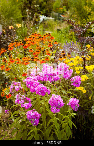 Phlox dans une petite plante herbacée borderz Banque D'Images