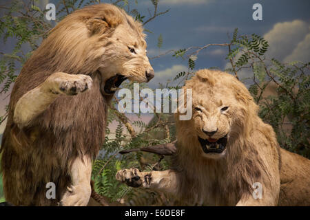 Les lions en peluche sur l'affichage dans l'Carbella, la chasse, le tir d'un magasin de pêche à Minneapolis, Minnesota, USA Banque D'Images