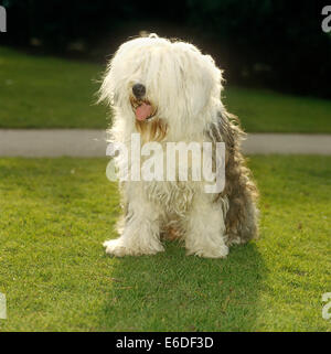 Old English sheepdog outdoors Banque D'Images