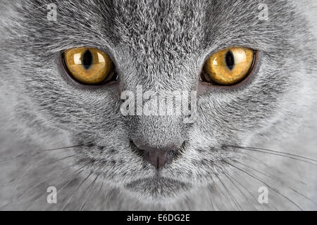 Gros plan du visage de chaton bleu Banque D'Images