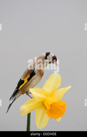 Chardonneret oiseau perché sur une fleur jonquille Banque D'Images