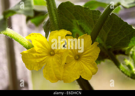 Un close up image d'une fleur de courge jaune vif sur mon attribution. Banque D'Images