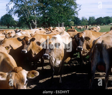 Un troupeau de vaches Jersey Banque D'Images