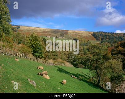 La Nidderdale Limley North Yorkshire UK Campsites Canet-en-Roussillon Banque D'Images