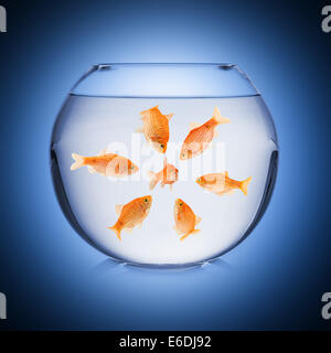 Mobbing concept dans fish bowl Banque D'Images