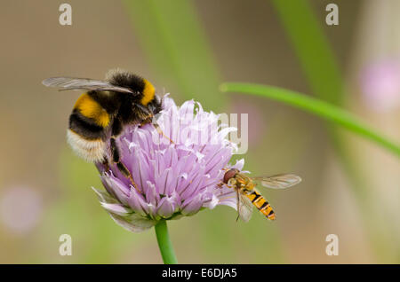 Bourdon et hoverfly qui se nourrissent de fleur de ciboulette. Banque D'Images