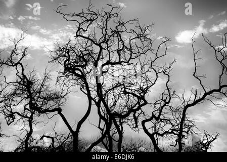 Silhoutted des branches d'arbre et le lever du soleil. Lanai, Hawaii. Banque D'Images