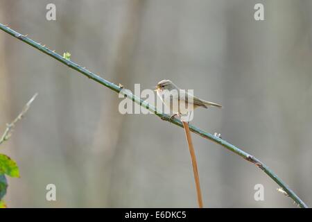 Eurasienne - « récent - Nord (Phylloscopus collybita) chanter sur une branche au printemps Banque D'Images